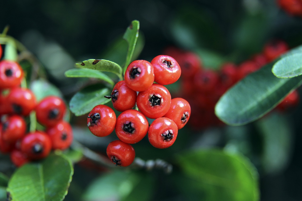 渴望能在球 渴望能在球