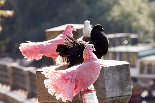 哈达威的精 哈达威的精